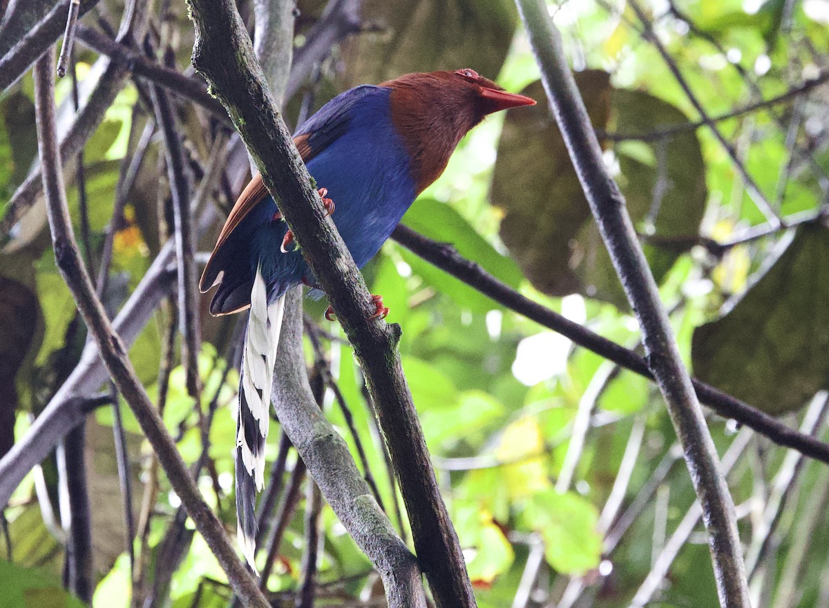 Sri Lanka Blue-Magpie - ML636046284