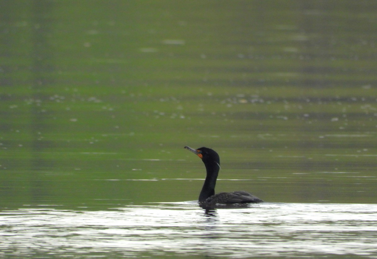 Cormoran à aigrettes - ML636046296
