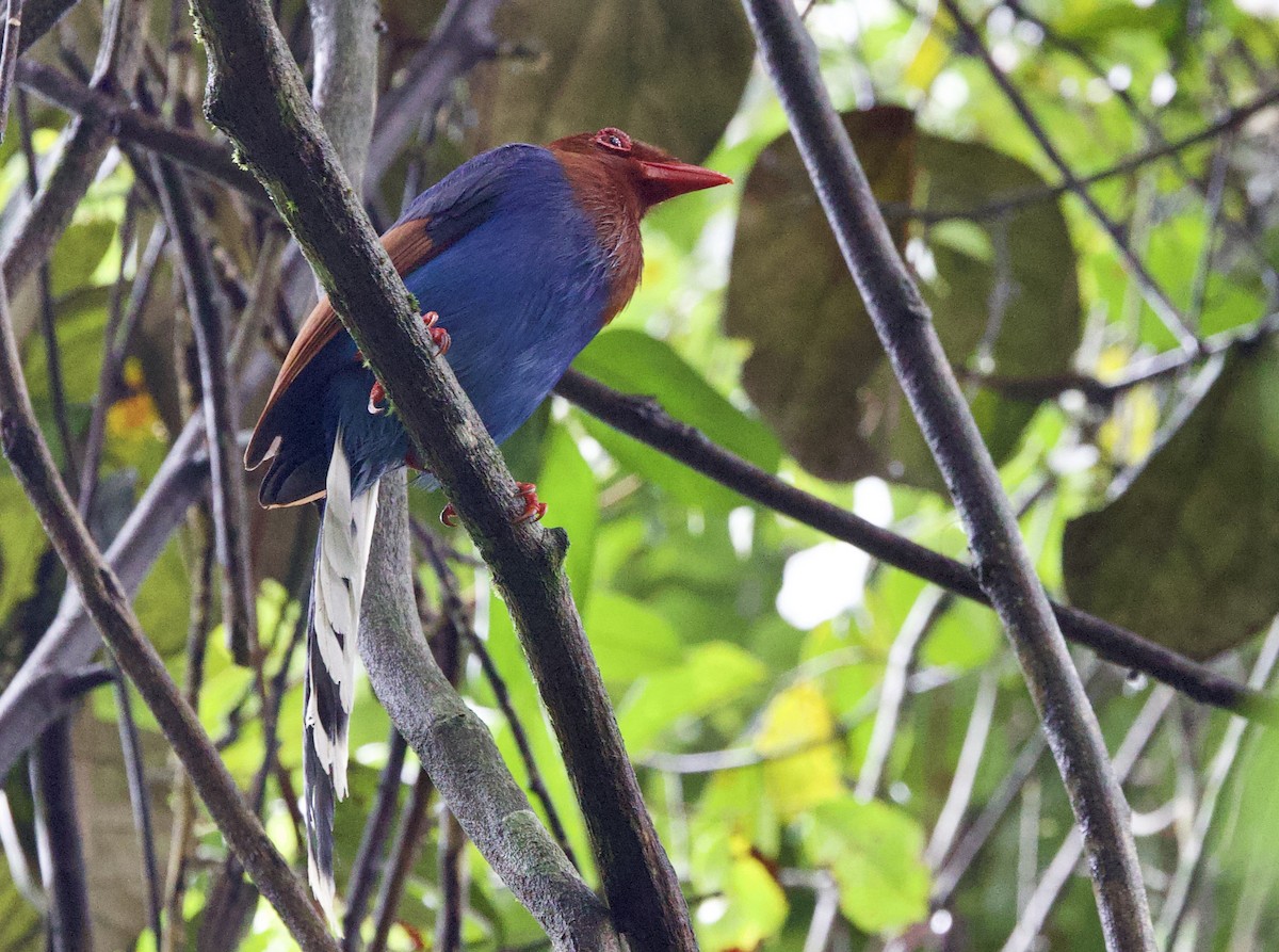 Sri Lanka Blue-Magpie - ML636046310