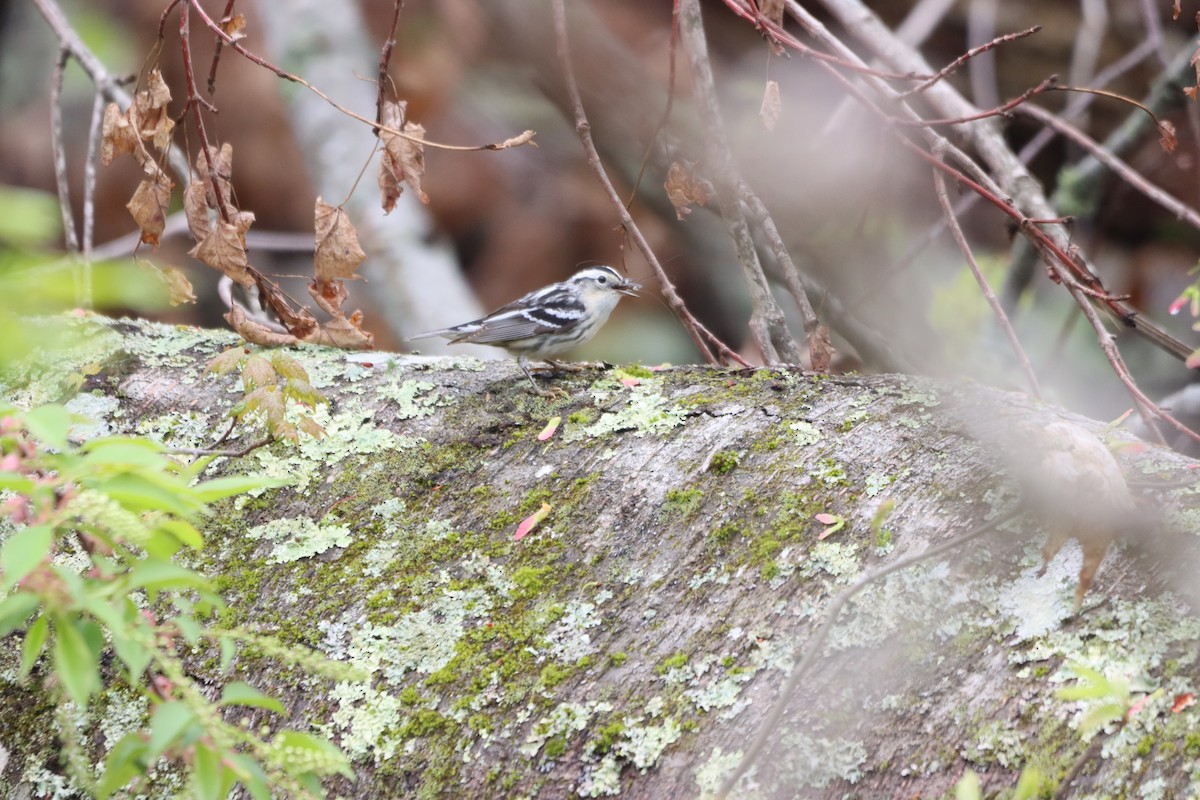 Black-and-white Warbler - ML636046312
