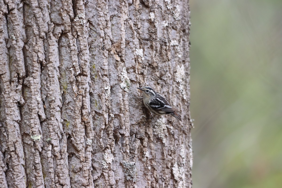 Black-and-white Warbler - ML636046313