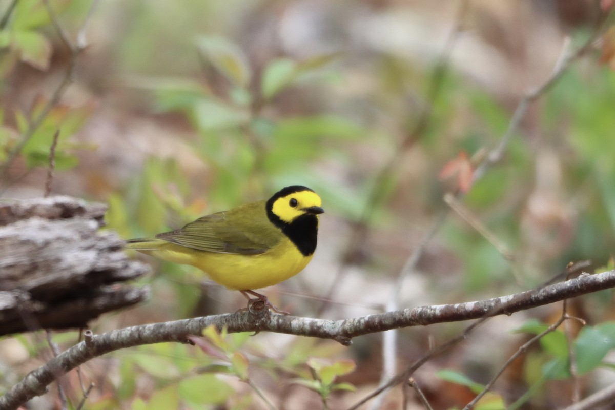 Hooded Warbler - ML636046347