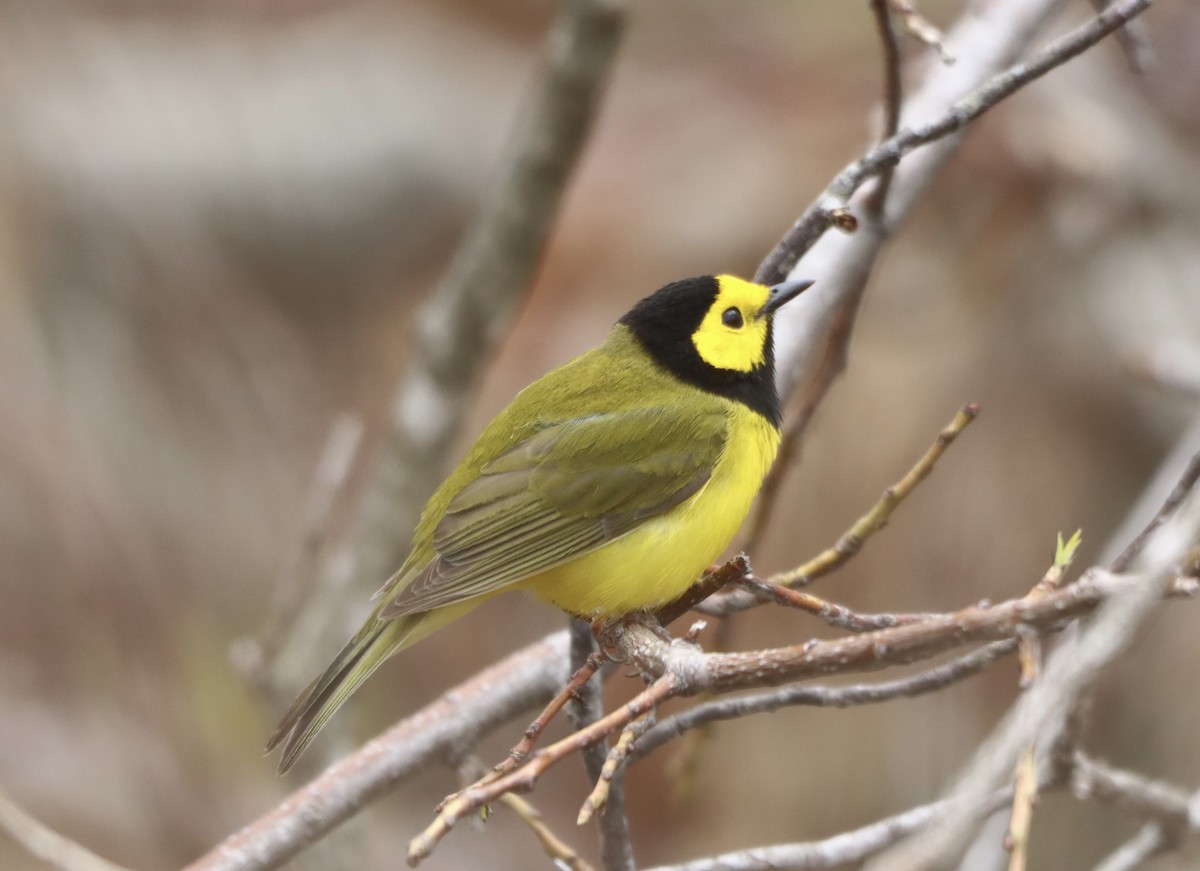Hooded Warbler - ML636046348