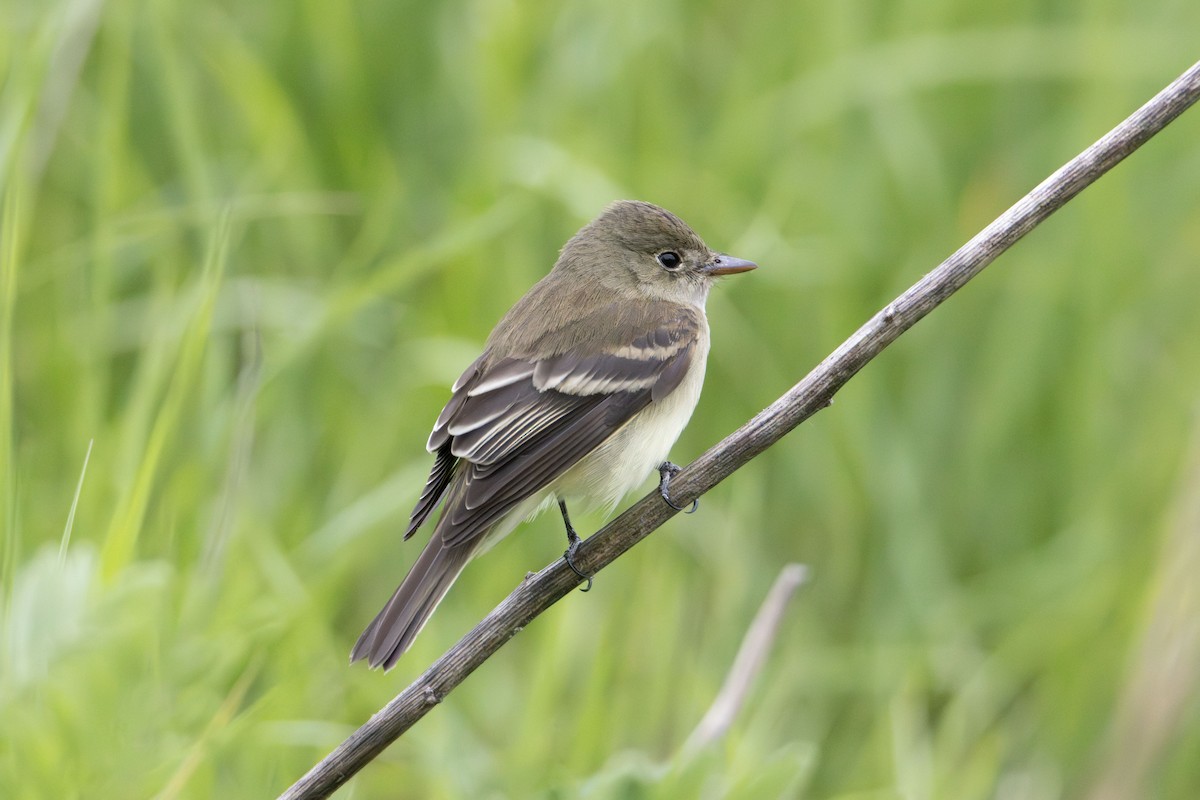 Alder Flycatcher - ML636046435