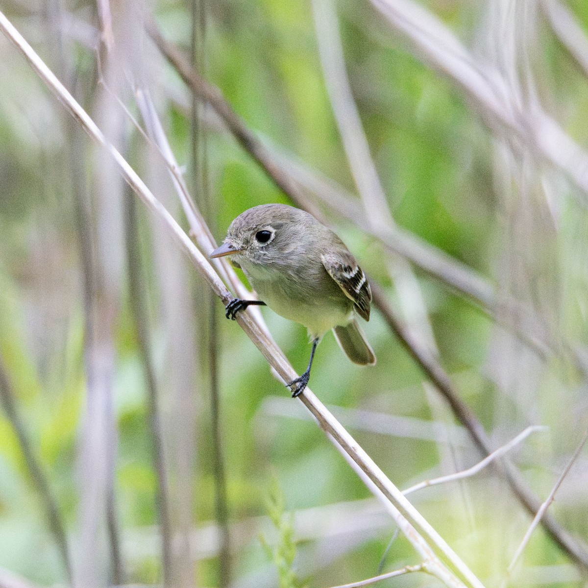 Alder Flycatcher - ML636046436