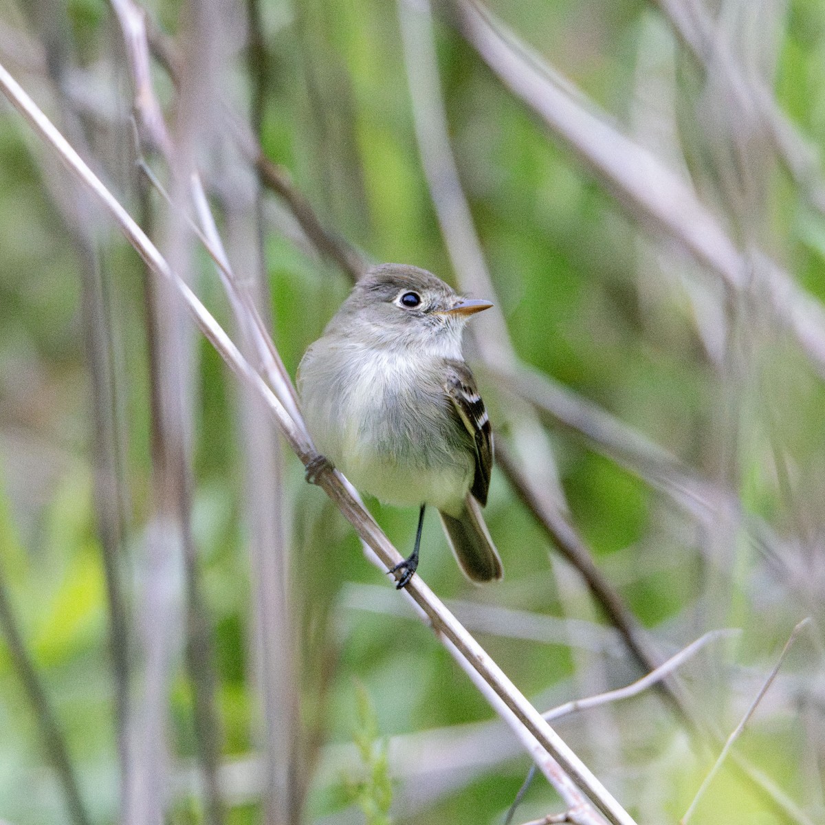 Alder Flycatcher - ML636046437