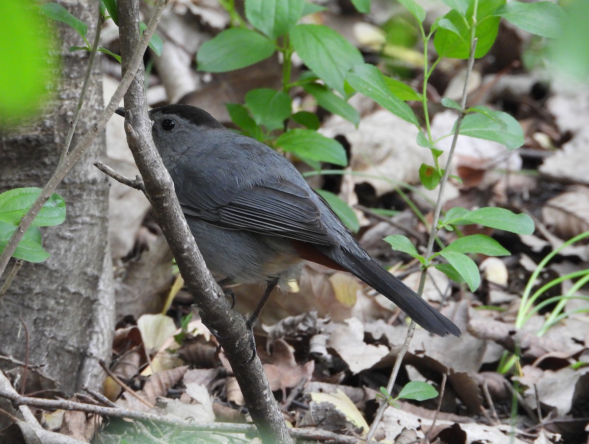 Gray Catbird - ML636046528