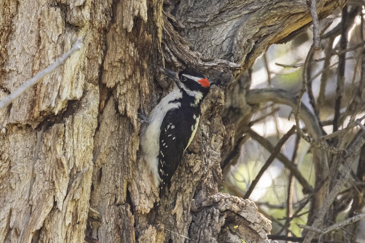 Hairy Woodpecker - ML636046542