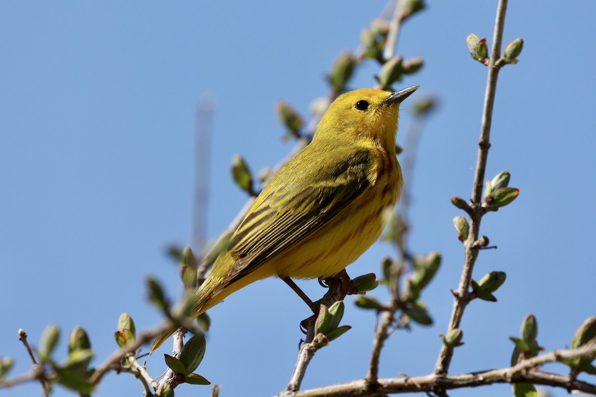 Northern Yellow Warbler - ML636046572