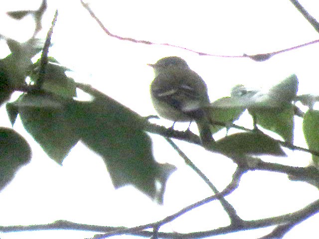 eBird Checklist - 18 May 2025 - Field's Riffle - 25 species