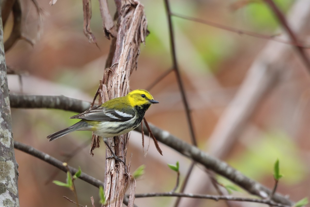 Black-throated Green Warbler - ML636046607