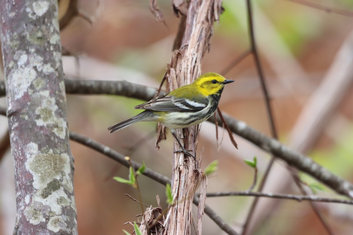 Black-throated Green Warbler - ML636046608