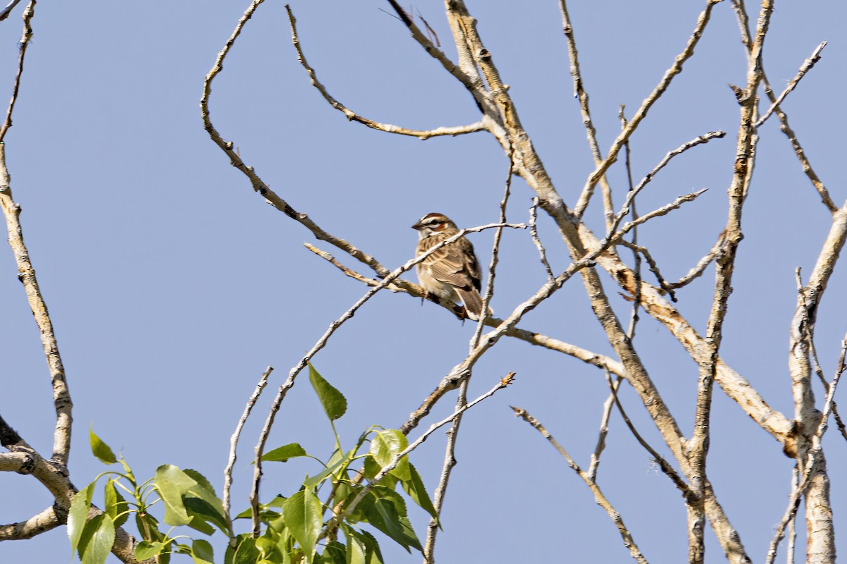 Lark Sparrow - ML636046613