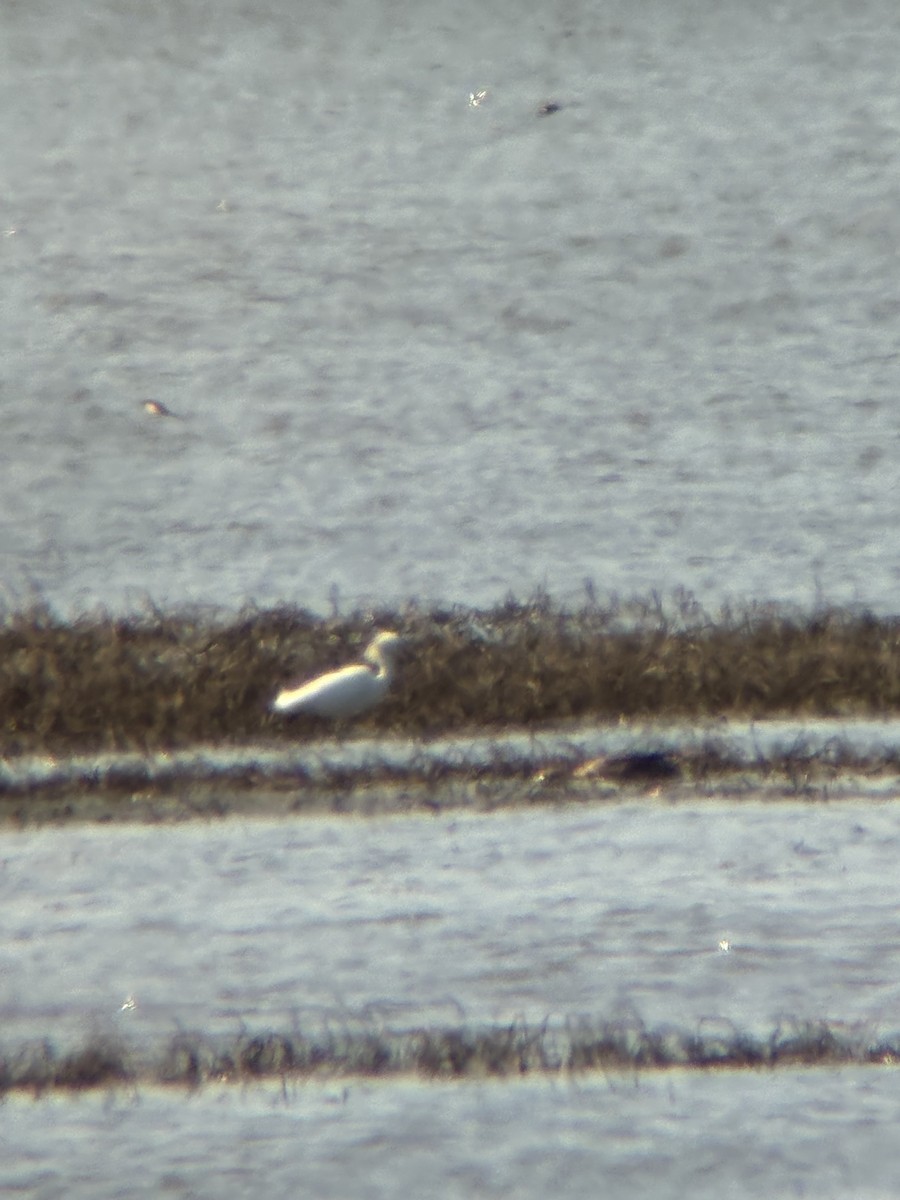 Snowy Egret - ML636046636