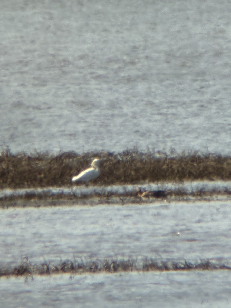 Snowy Egret - ML636046638