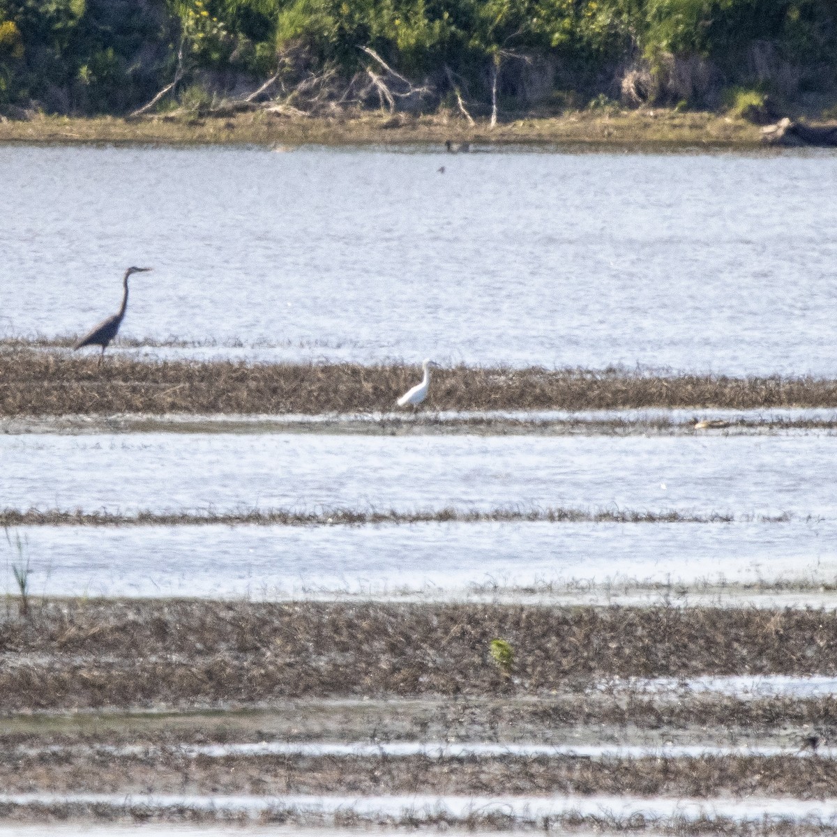 Snowy Egret - ML636046639