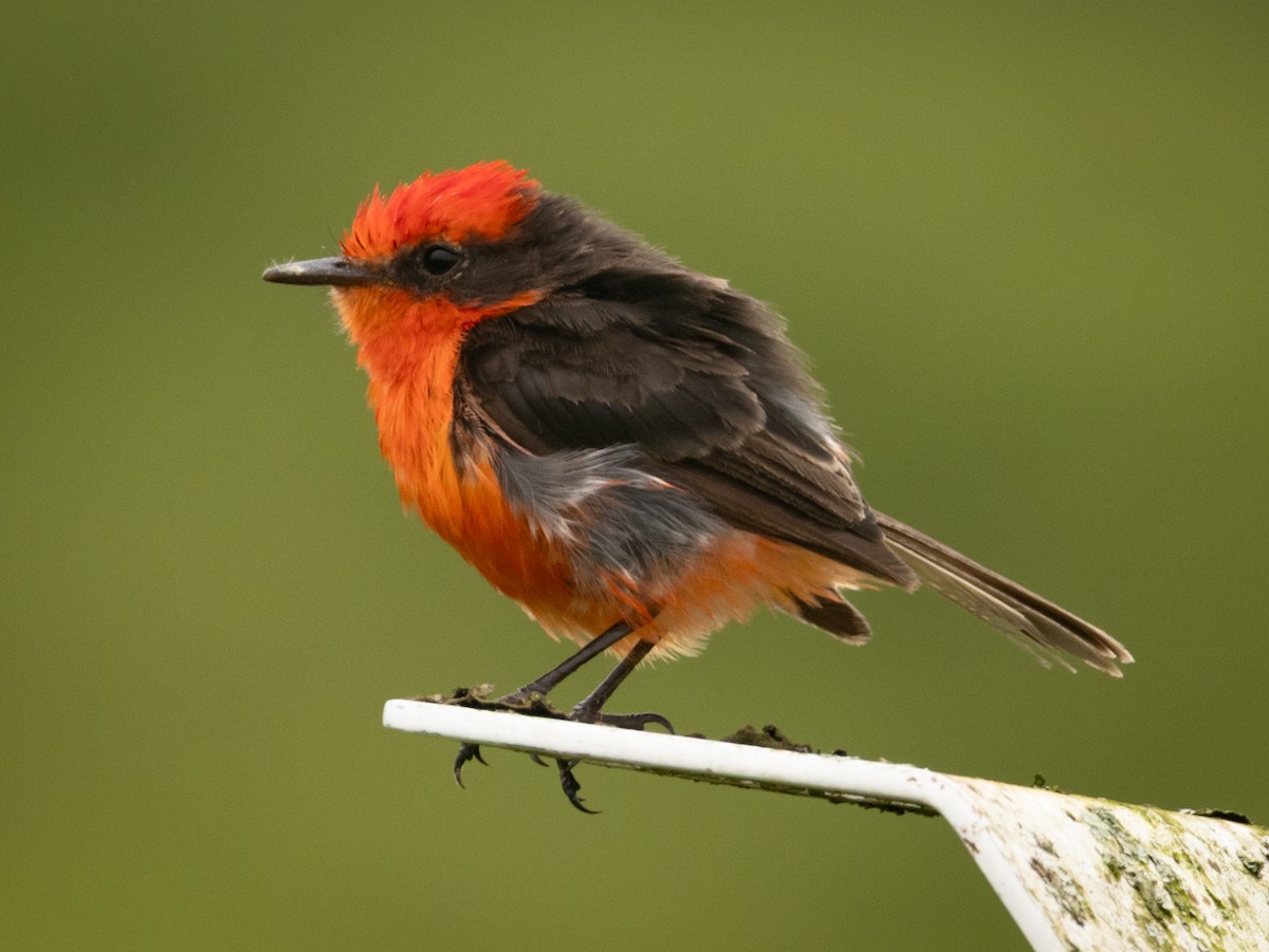 Brujo Flycatcher (Galapagos) - ML636046687