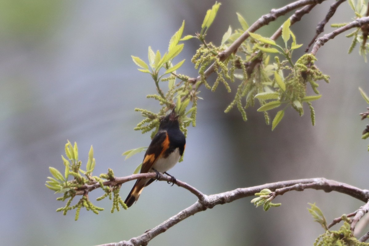 American Redstart - ML636046746