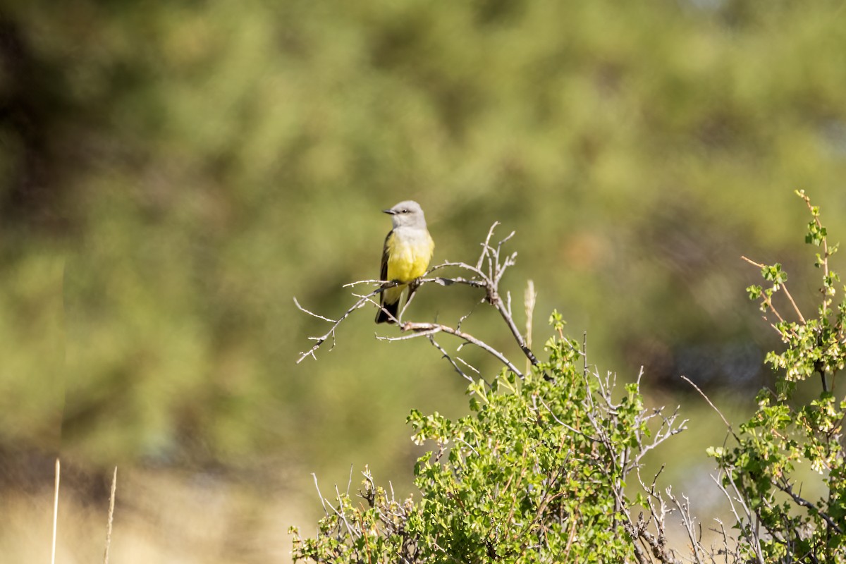 Western Kingbird - ML636046754