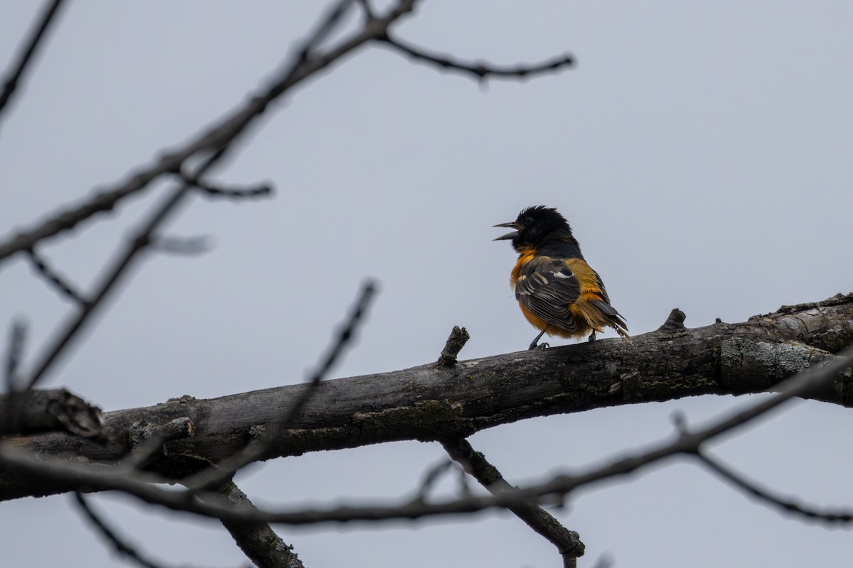 Baltimore Oriole - ML636046759