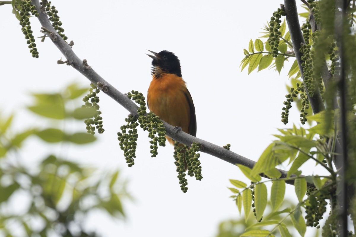 Baltimore Oriole - ML636046762