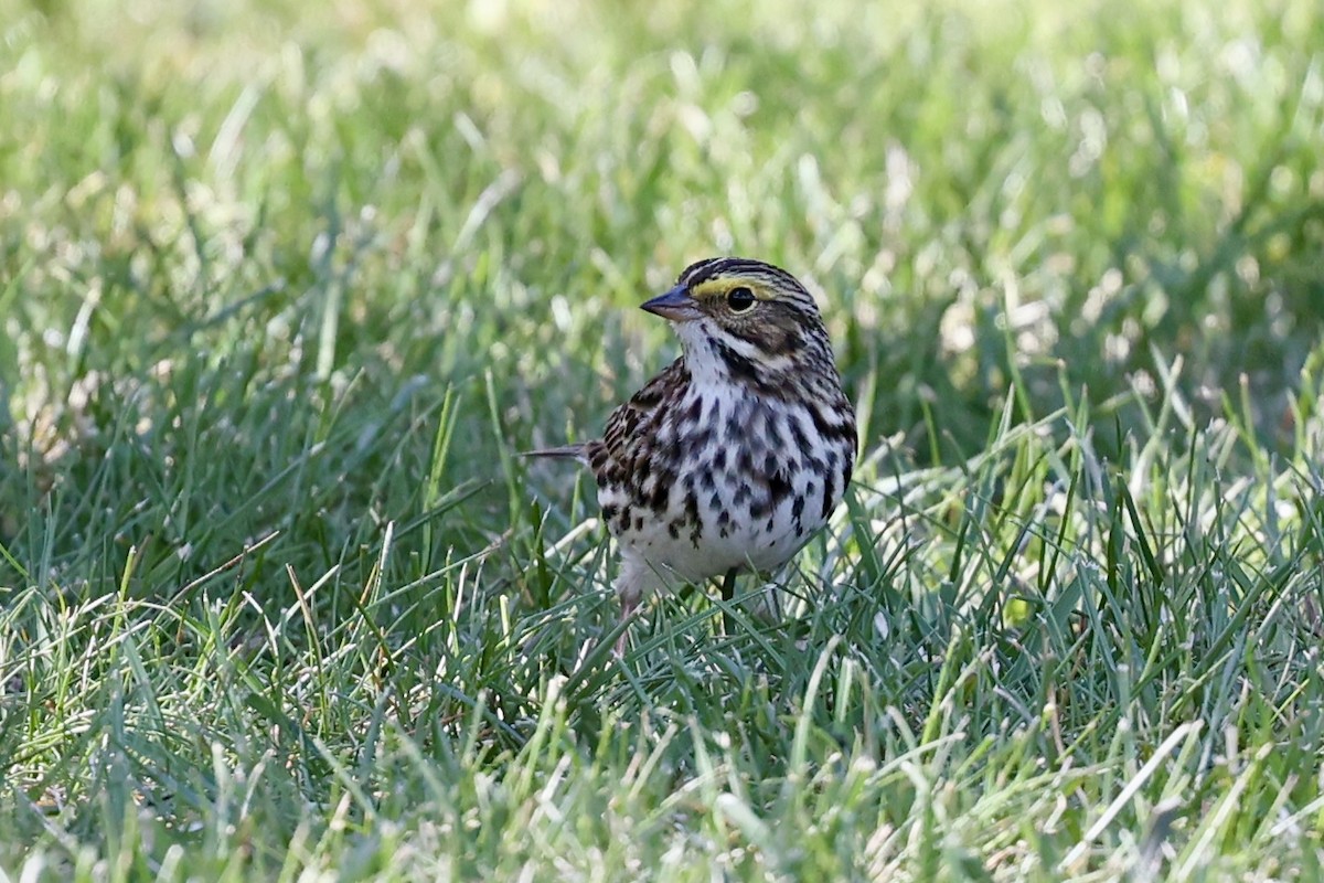 Savannah Sparrow - ML636046801
