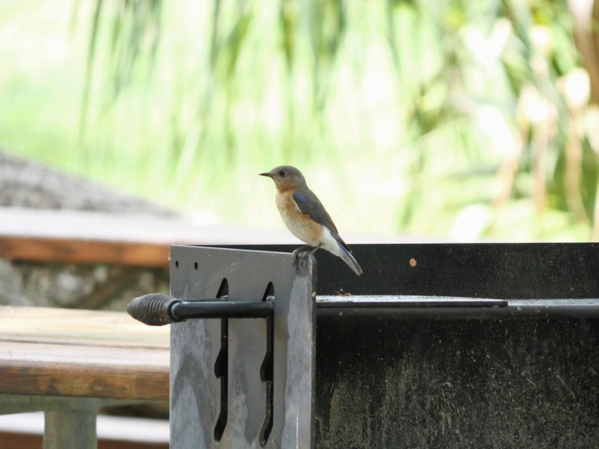 Eastern Bluebird - ML636046847