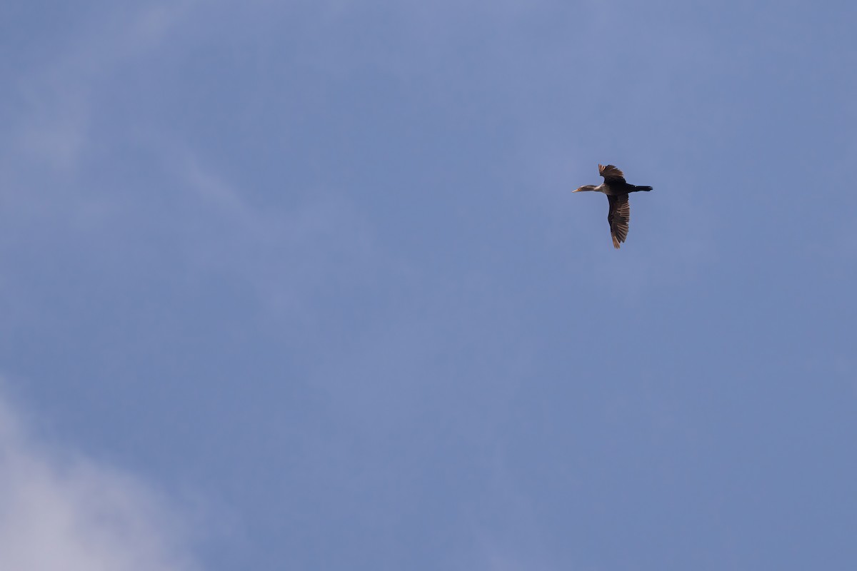 Cormoran à aigrettes - ML636046876
