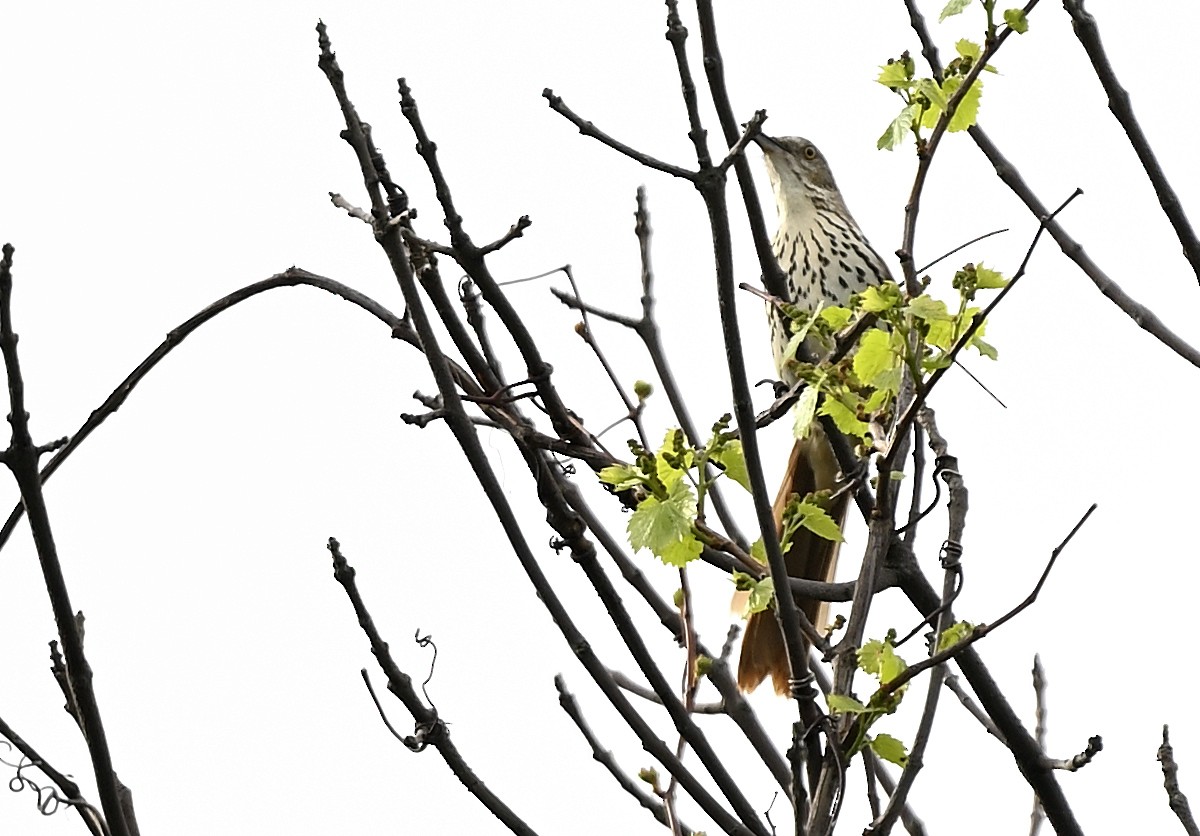 brunspottefugl - ML636046890