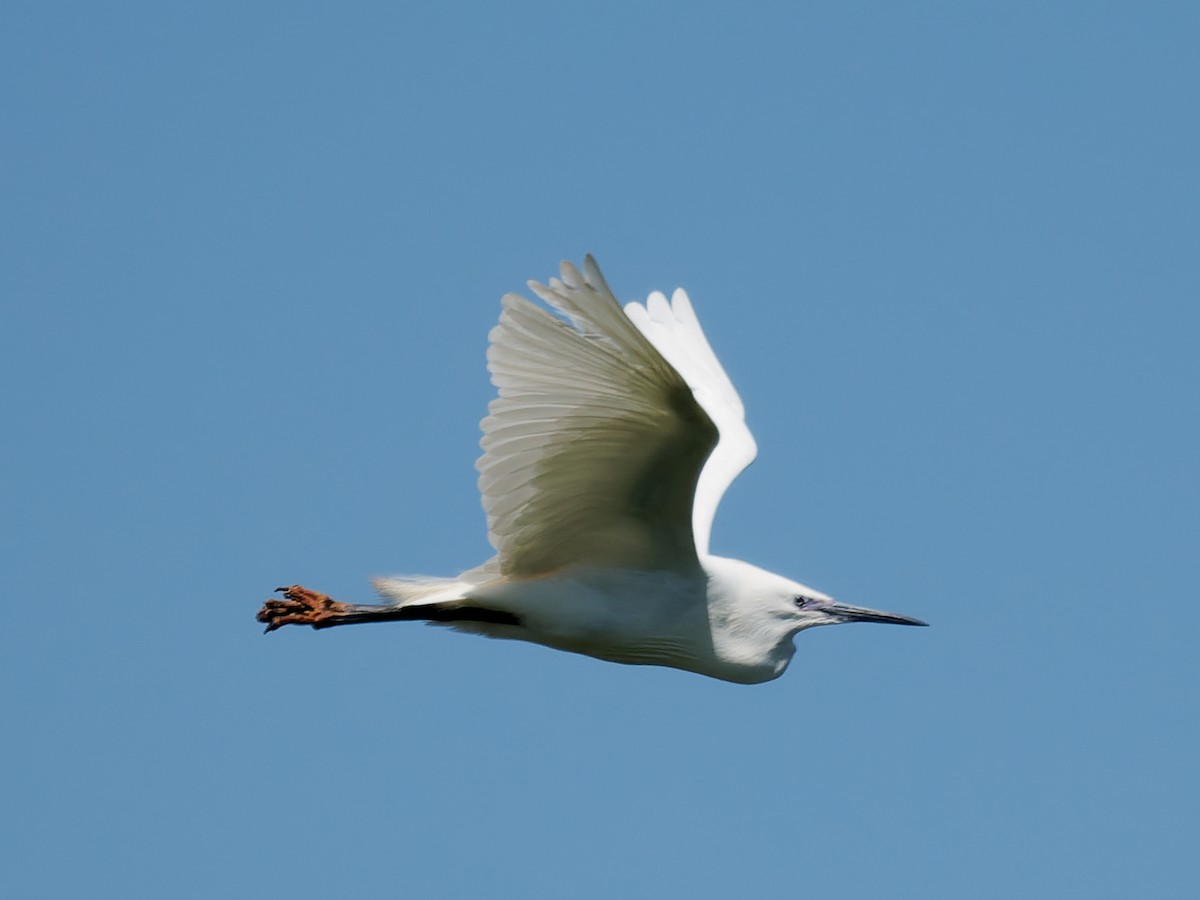Little Egret - ML636046953