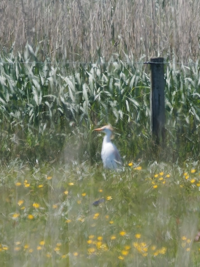 Western Cattle-Egret - ML636046975