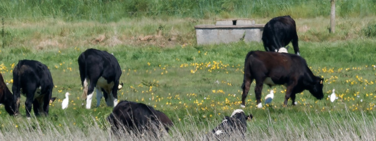 Western Cattle-Egret - ML636046976