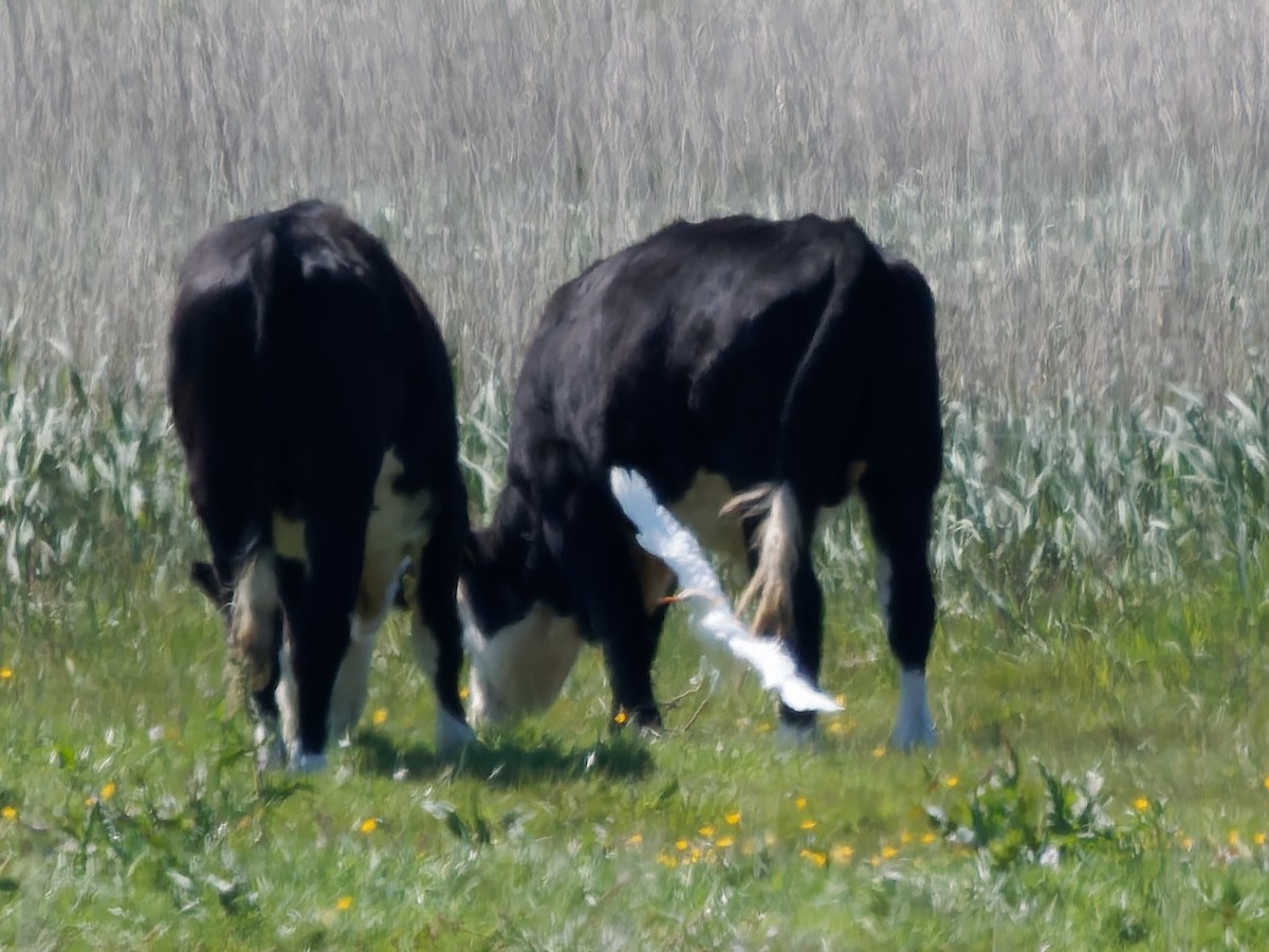 Western Cattle-Egret - ML636046977