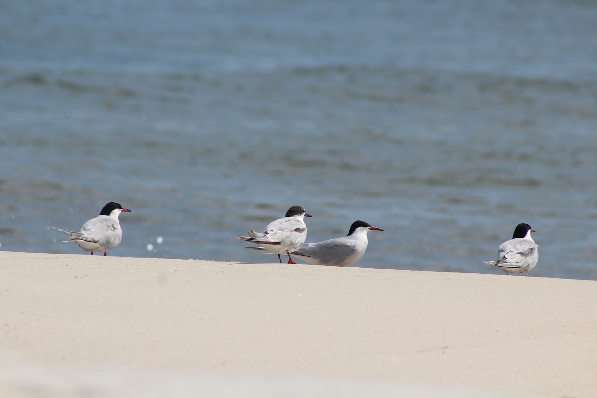 Common Tern - ML636046995