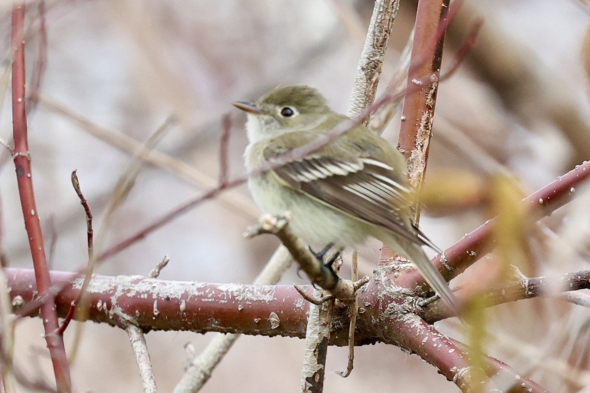 Least Flycatcher - ML636047014