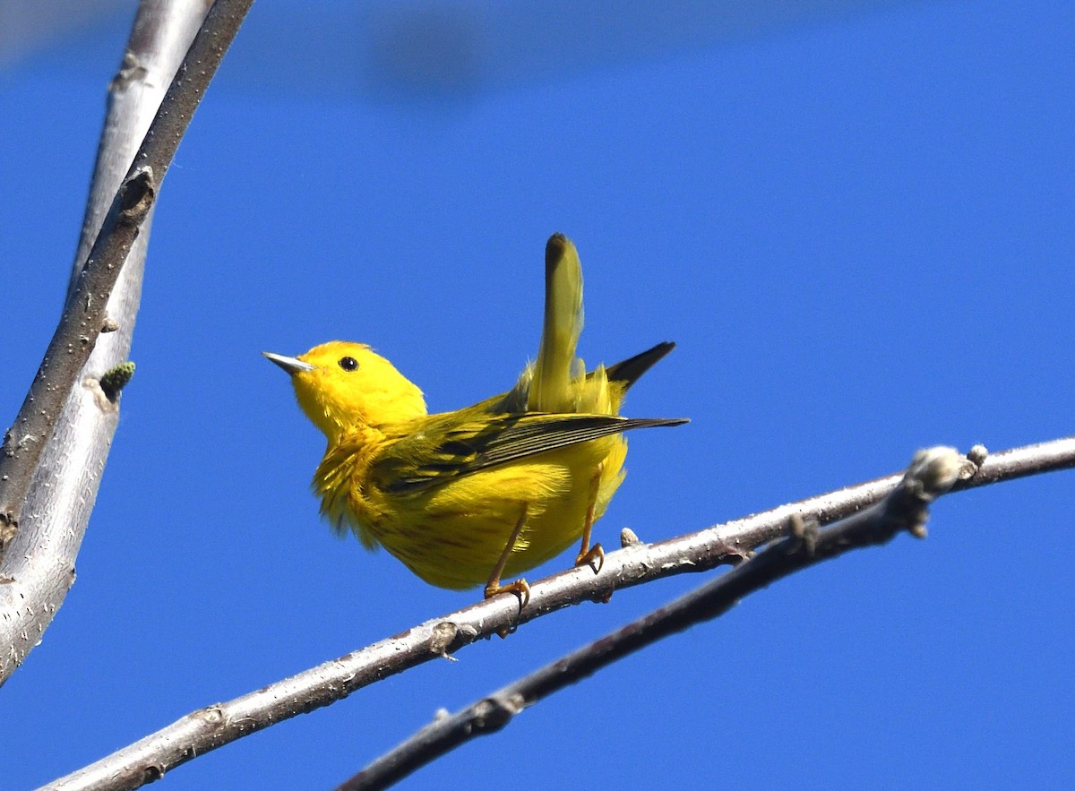 Yellow Warbler (Northern) - ML636047015