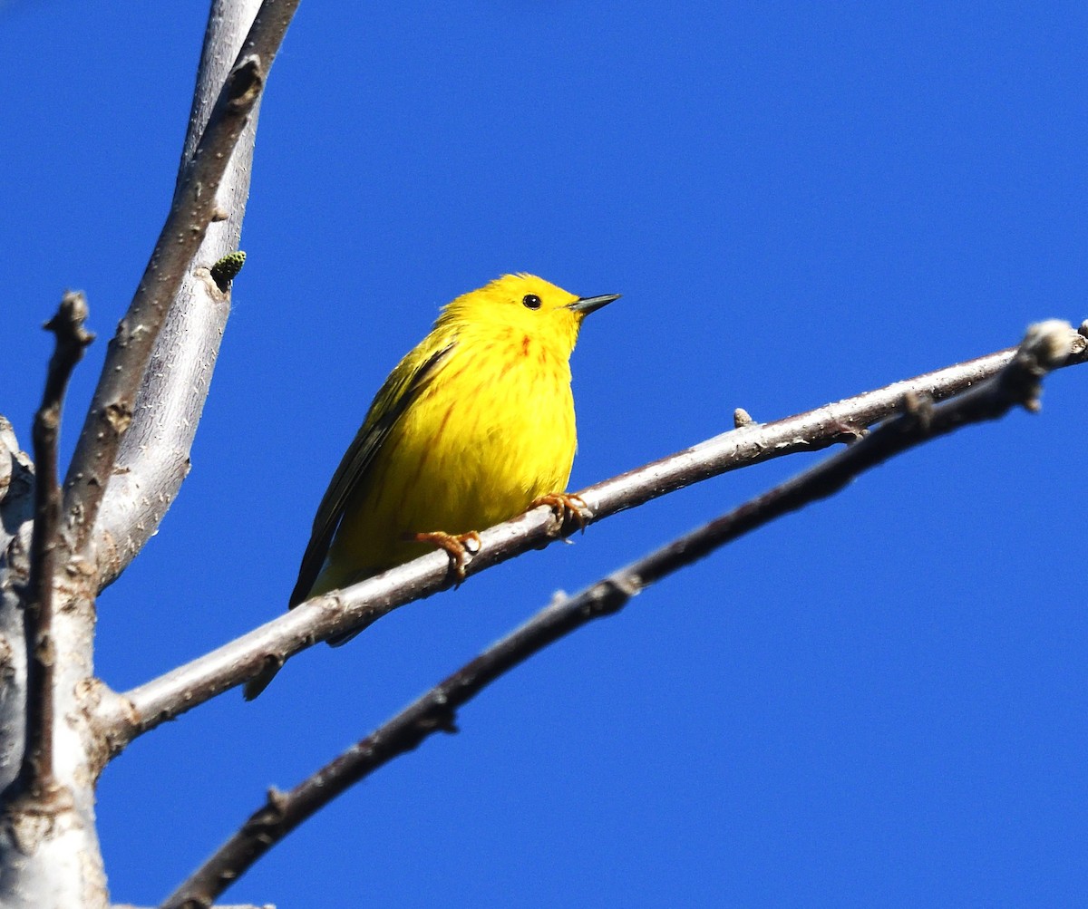 Yellow Warbler (Northern) - ML636047017