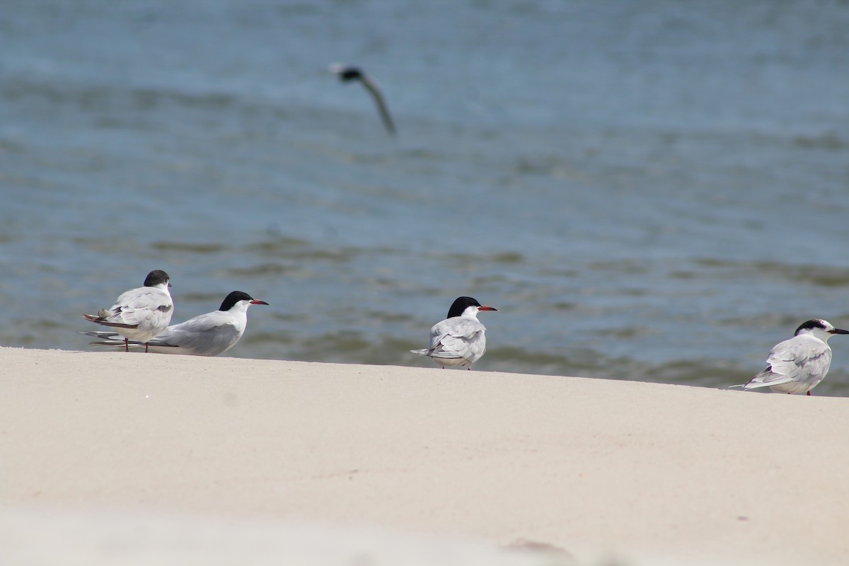 Common Tern - ML636047031
