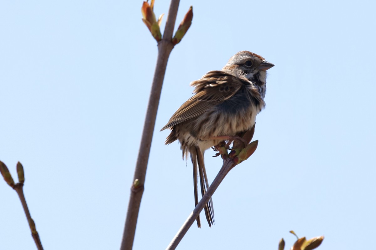 Song Sparrow - ML636047082
