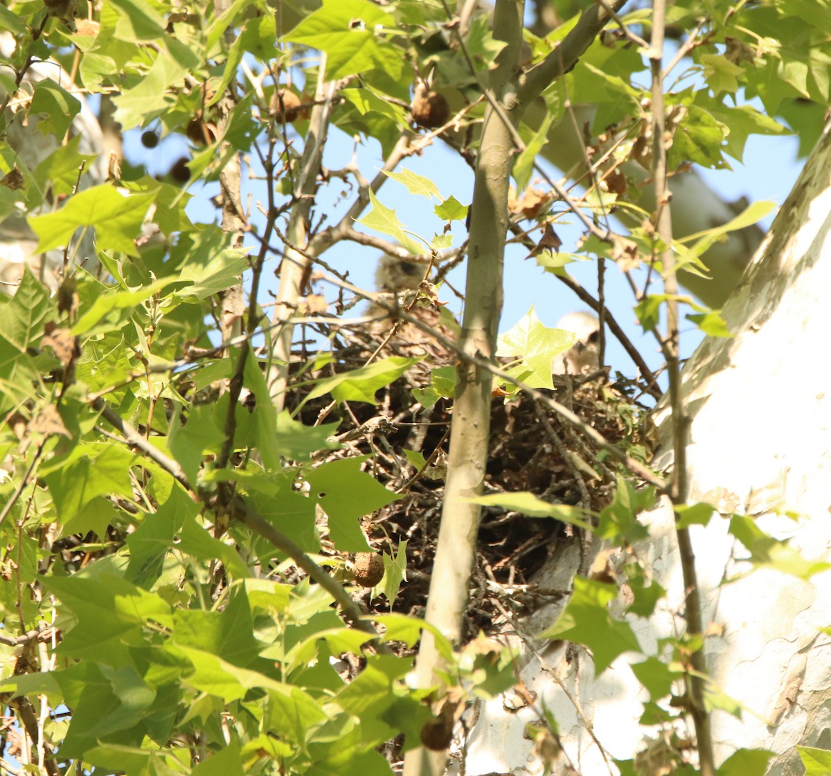 Red-shouldered Hawk - ML636047200