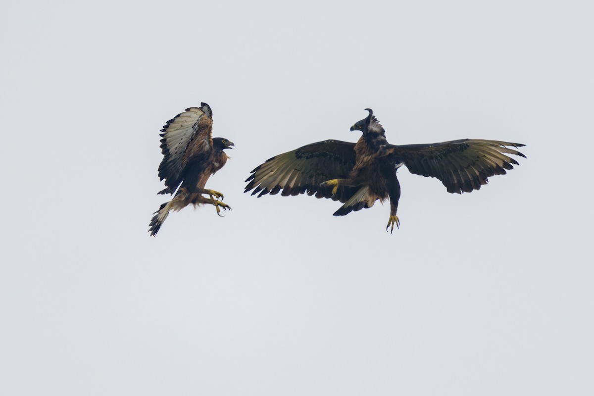 Black-and-chestnut Eagle - ML636047214