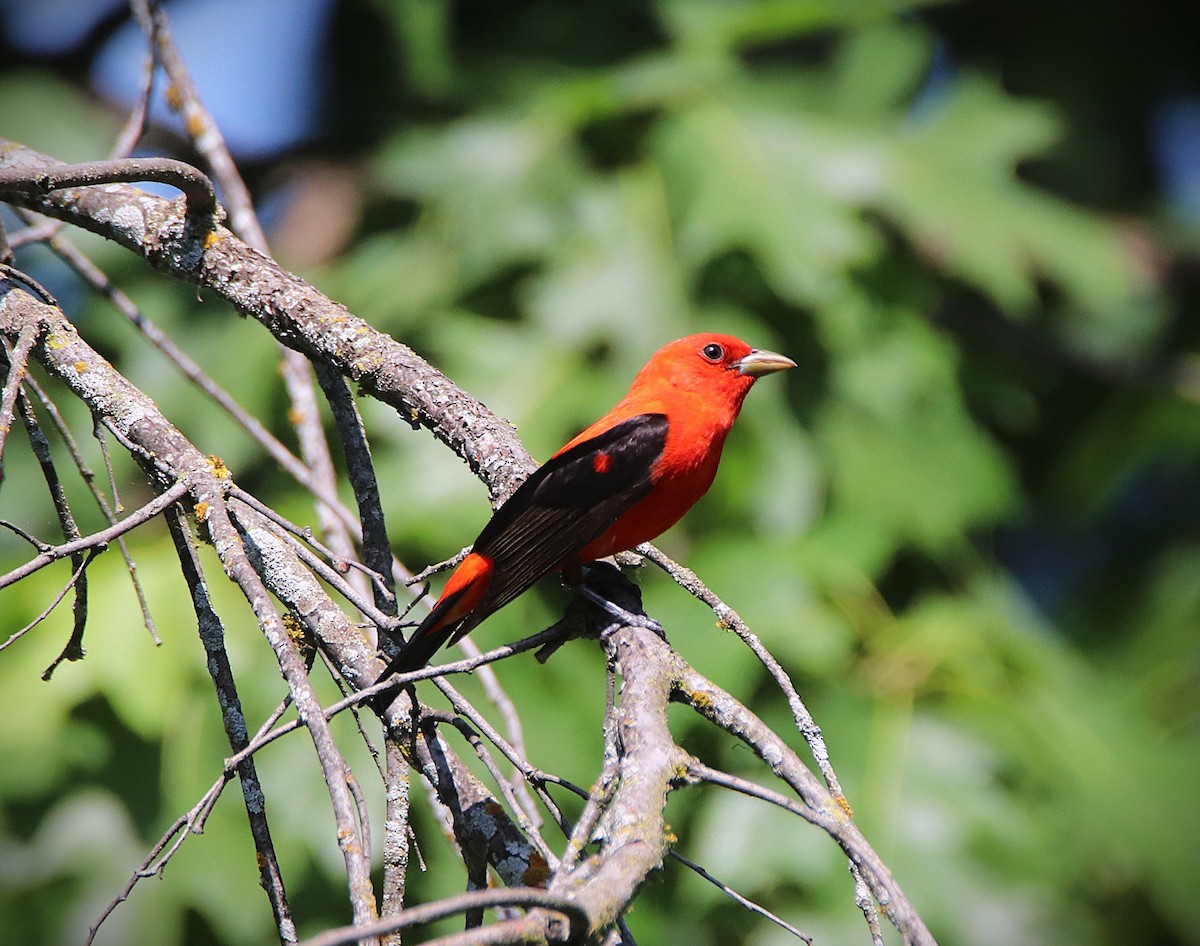 Scarlet Tanager - ML636047243