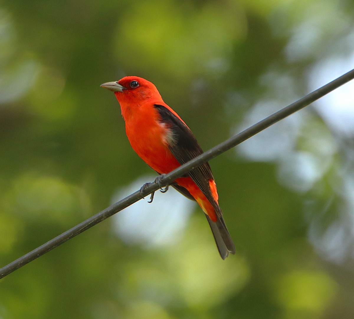 Scarlet Tanager - ML636047244