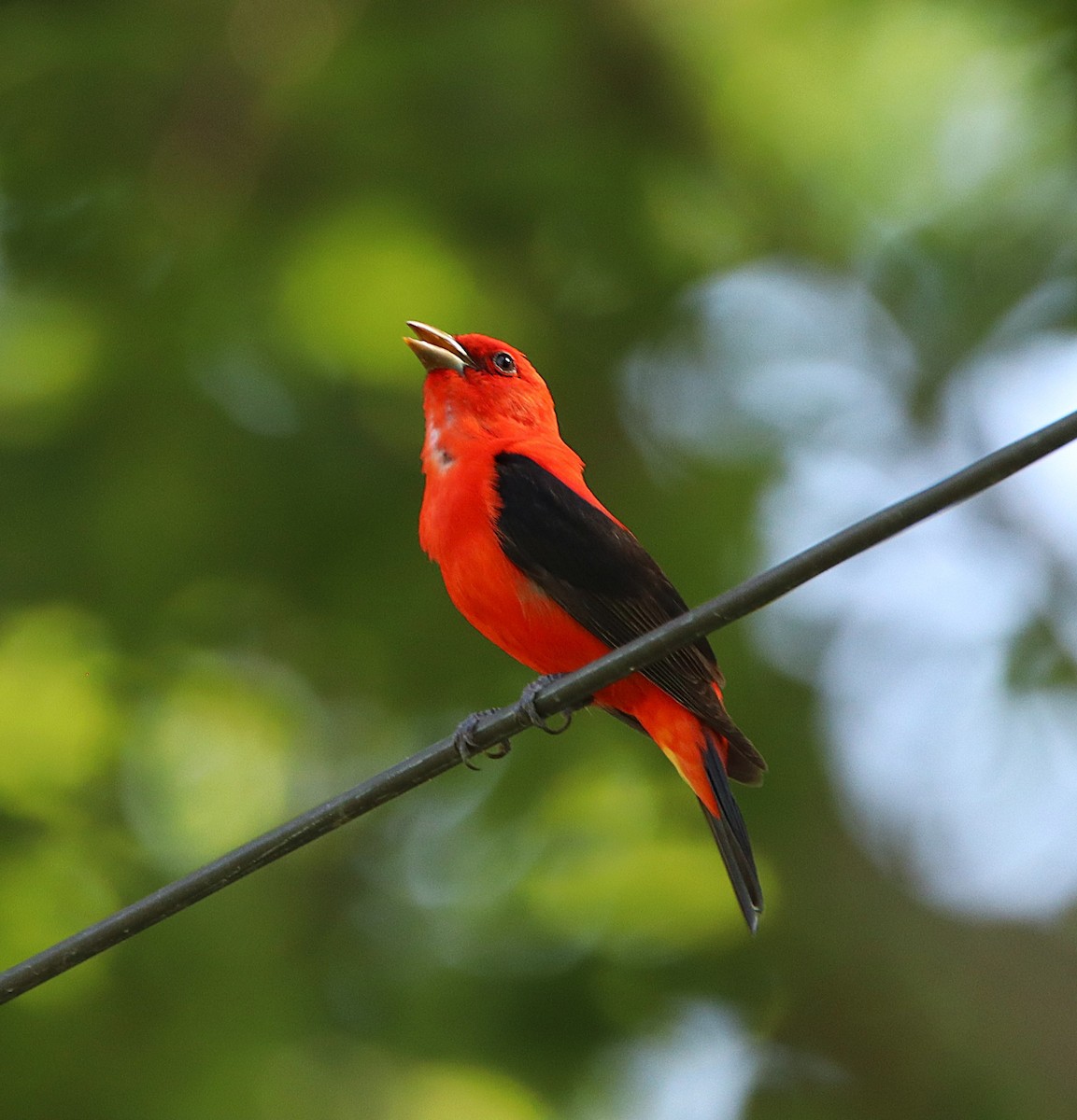 Scarlet Tanager - ML636047245