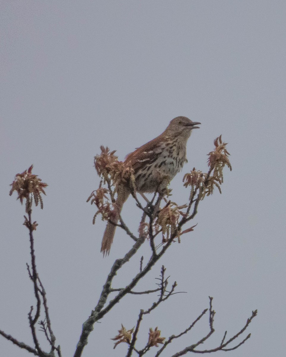 brunspottefugl - ML636047360