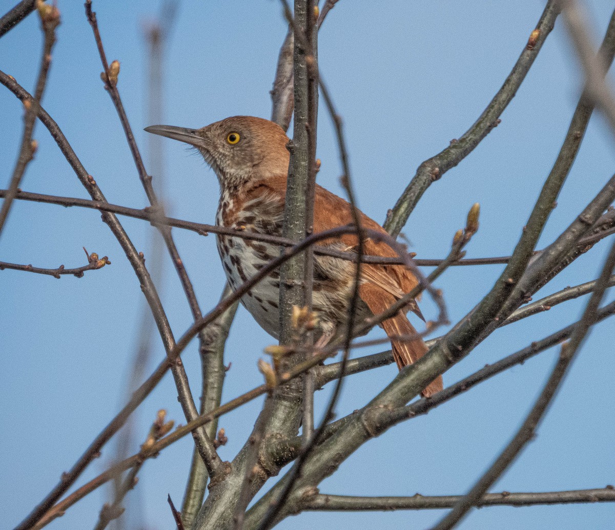 brunspottefugl - ML636047361