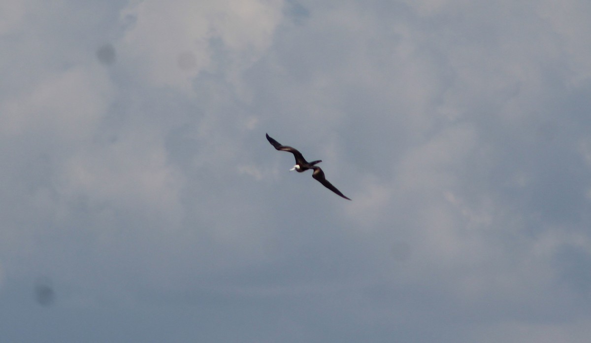Magnificent Frigatebird - ML636047397