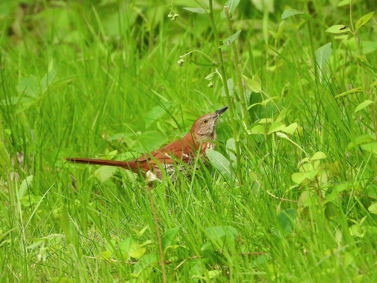 brunspottefugl - ML636047398