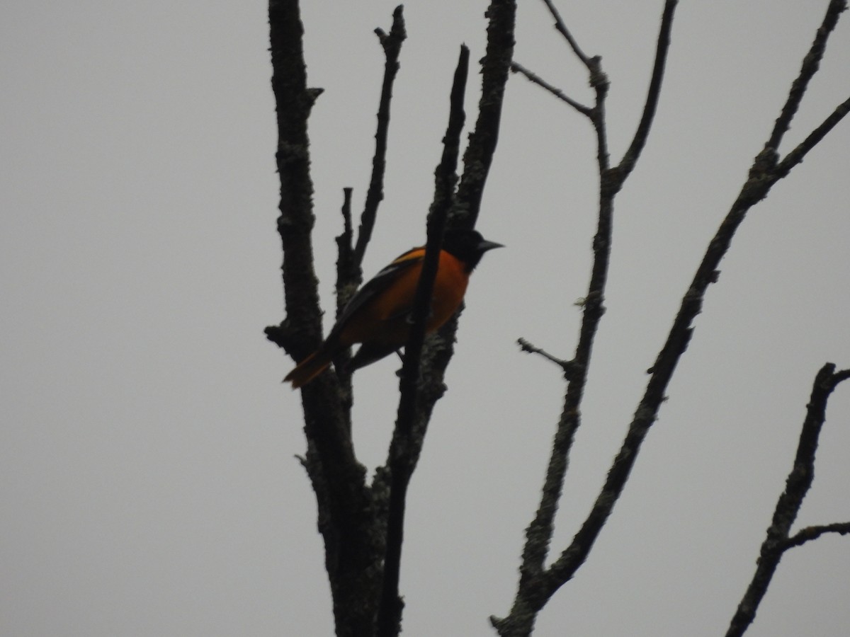 Oriole de Baltimore - ML636047404
