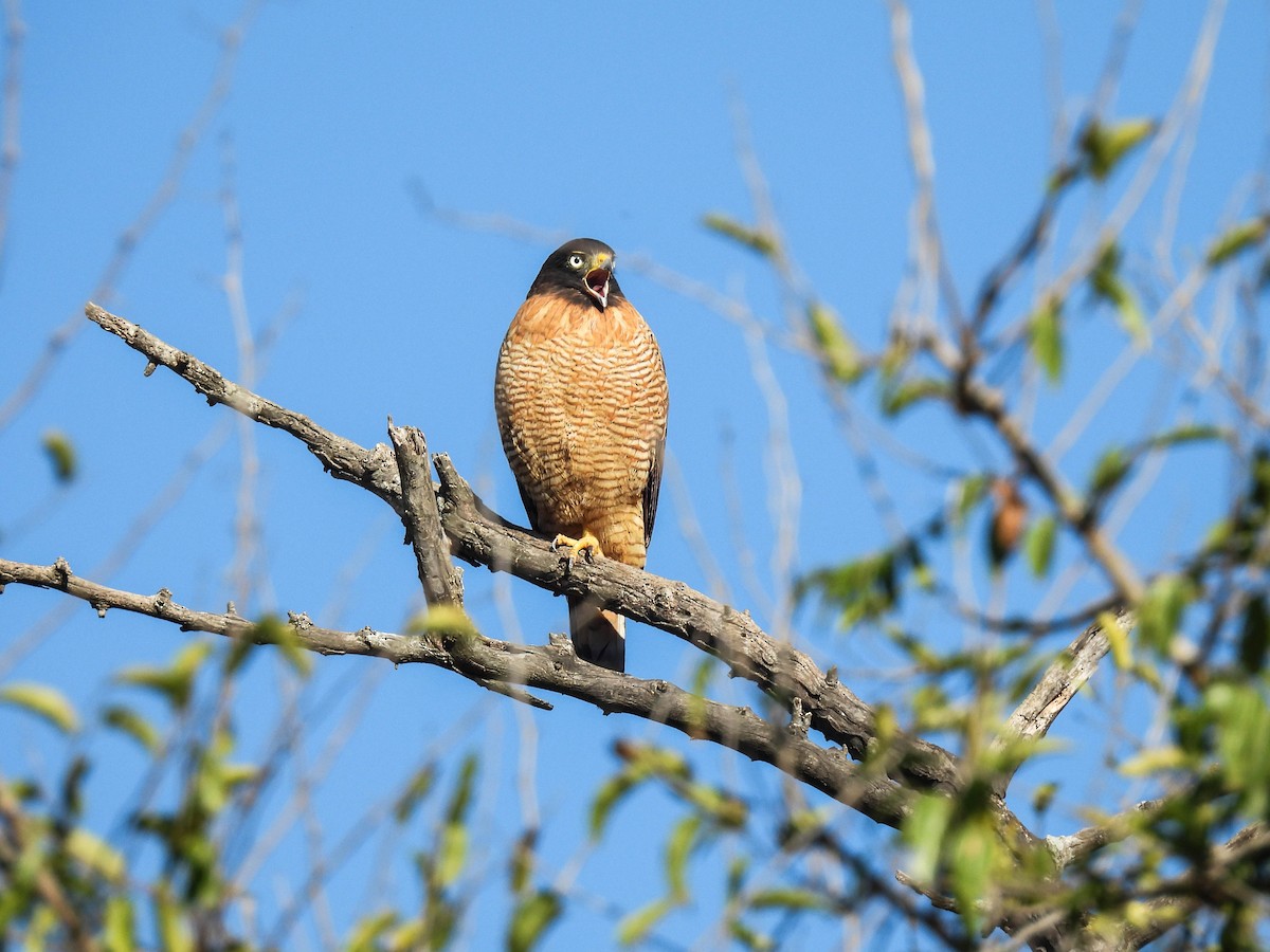 Roadside Hawk - ML636047410